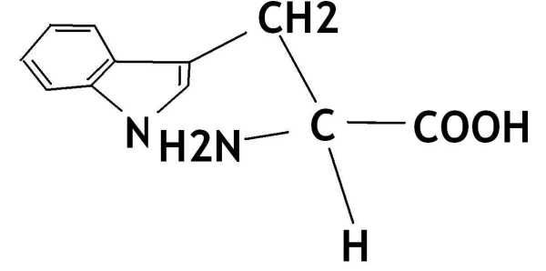 同型半胱氨酸的英文,各种氨基酸的缩写图2