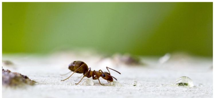 蚂蚁生活在哪里,蚂蚁的生活环境和特点图2