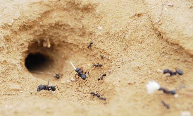 蚂蚁生活在哪里,蚂蚁的生活环境和特点图3