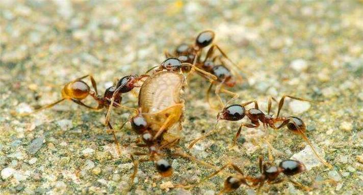 蚂蚁生活在哪里,蚂蚁的生活环境和特点图4