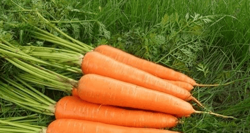 萝卜的英文carrots,carrot用英语怎么说图2