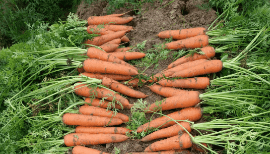 萝卜的英文carrots,carrot用英语怎么说图3