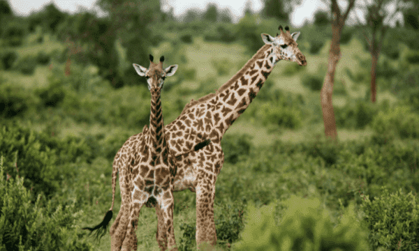 长颈鹿的英文,长颈鹿用英语怎么说giraffe图2