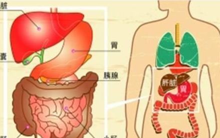 胃部在哪里位置图,人的胃在哪个位置